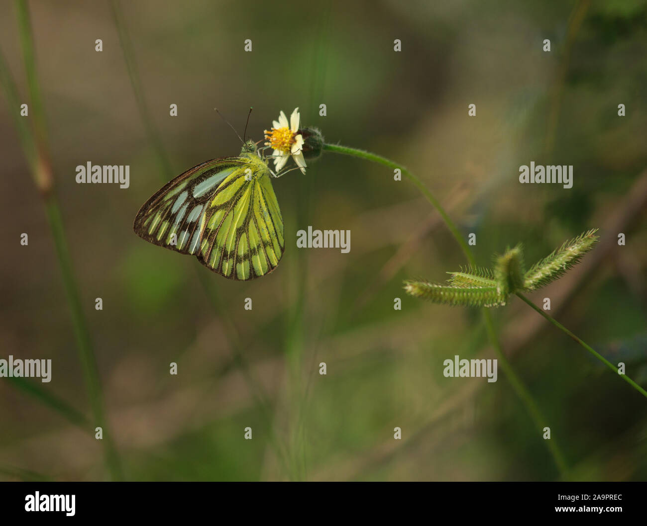 Assis sur un papillon fleur bouton manteau Banque D'Images