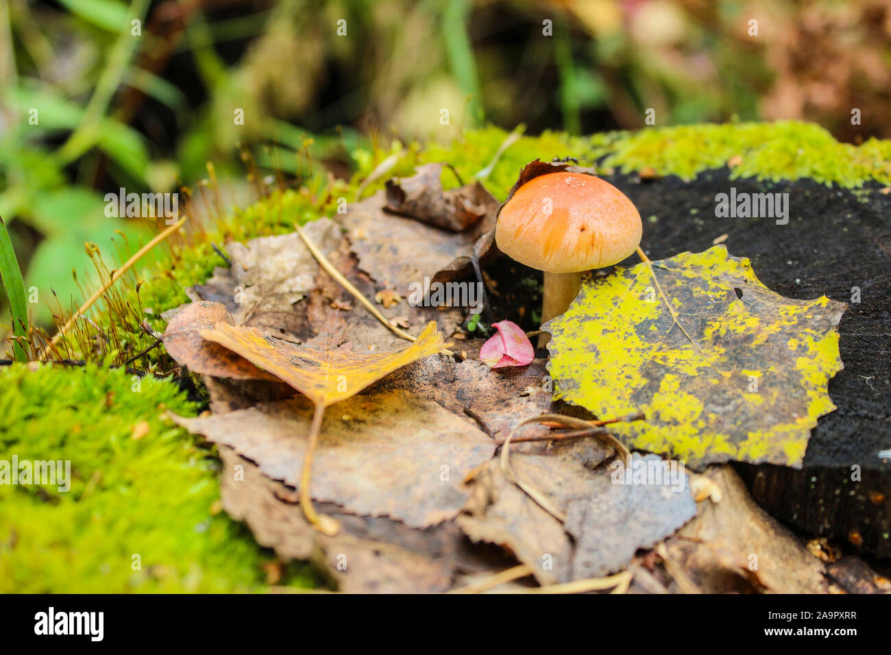 Le champignon se développe sur la souche parmi les feuilles tombées Banque D'Images