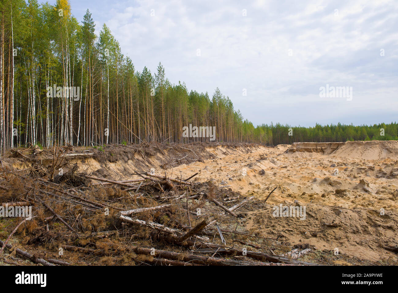 Carrière de sable abandonnés dans une forêt de pins. La région de Kostroma, Russie Banque D'Images
