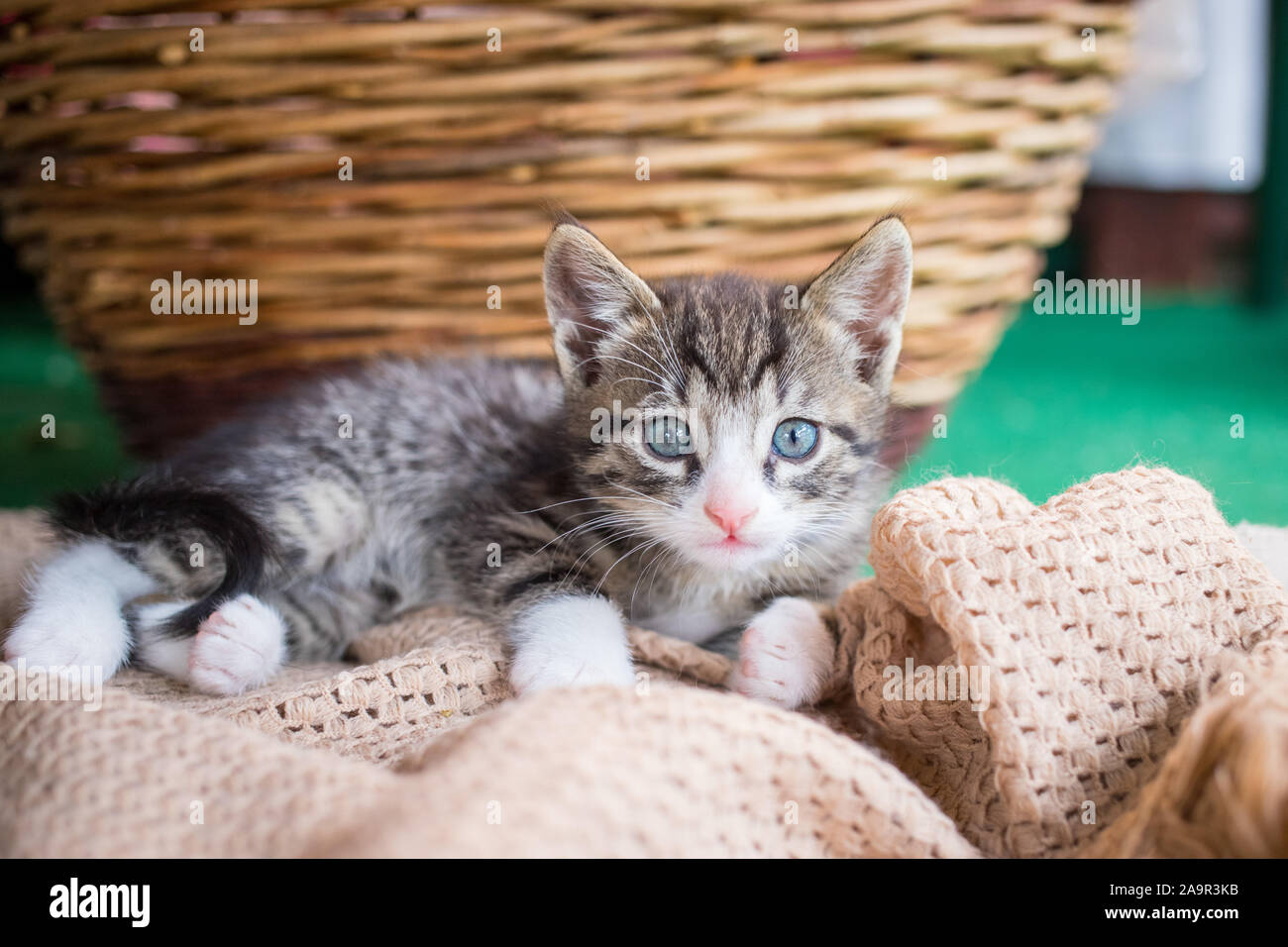 Jeune mignon petit chat-tigre noir et blanc aux yeux bleus lying on a  Blanket Photo Stock - Alamy