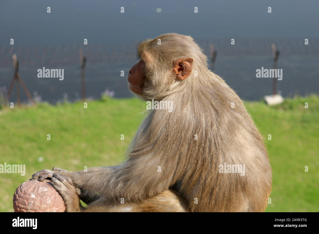 Un singe assis sur le mur dans le complexe Taj Mahal. Banque D'Images