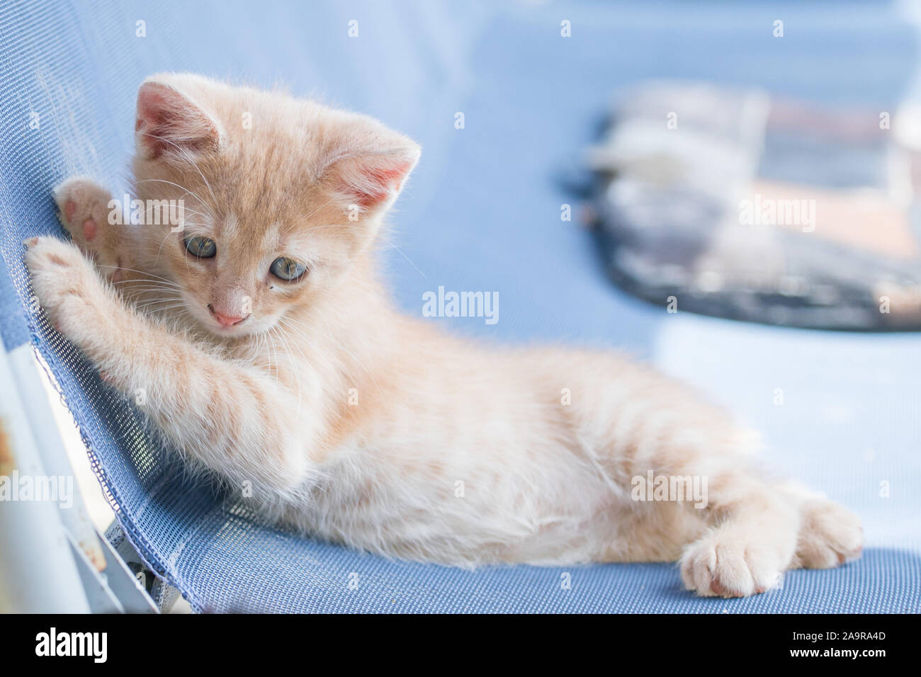 Beaux jeunes chat orange avec les yeux bleu sur un maillage bleu swing Banque D'Images