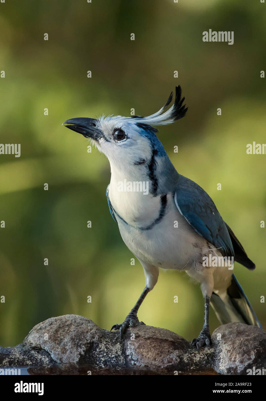 Magpie-Jay à gorge blanche Banque D'Images