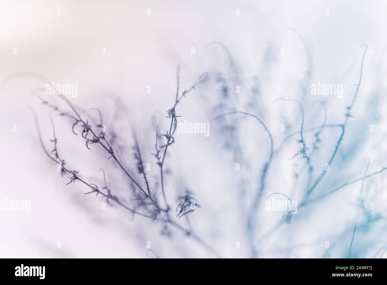 De l'herbe sèche dans le jardin d'hiver recouvert de neige. Banque D'Images