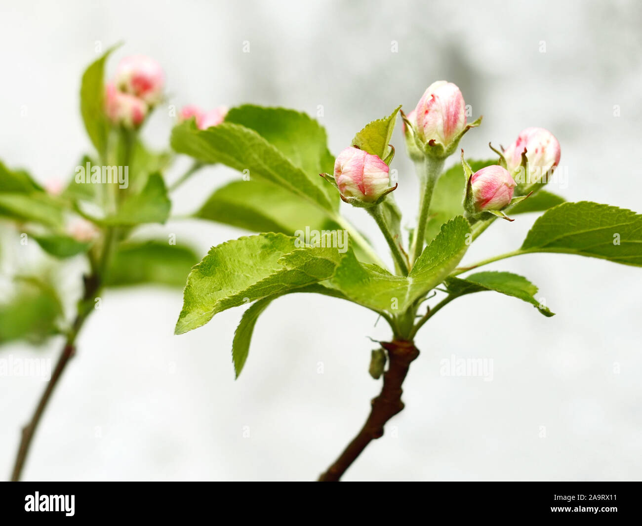 Blooming apple tree branches sur un fond de nuages gris Banque D'Images