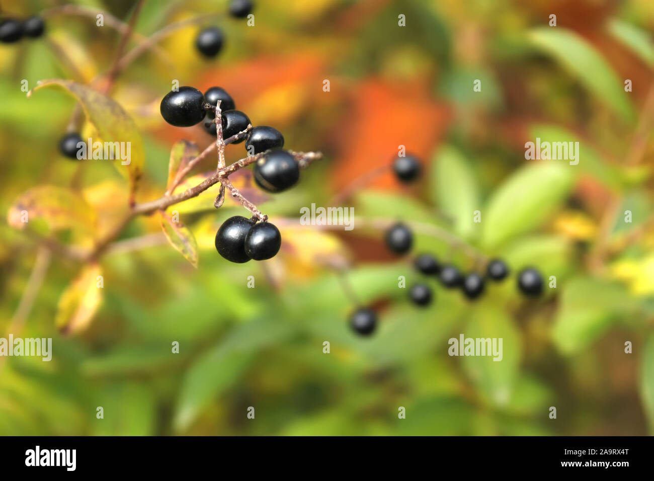 Belle baies de troène commun troène ou européen (Ligustrum vulgare) en automne, close-up, la photo artistique Banque D'Images