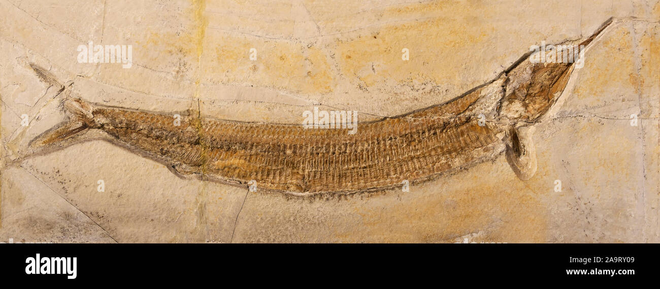 Fossiles de poissons, Aspidorhynchus acutirostris, Jurassique tardif Banque D'Images
