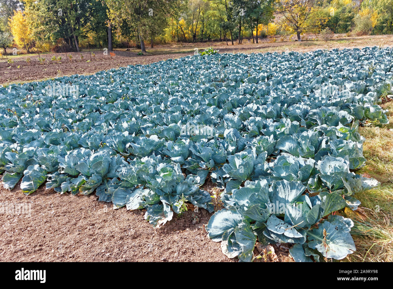 Plantation de choux au soleil au début de l'automne, de nombreuses feuilles endommagées par des parasites Banque D'Images