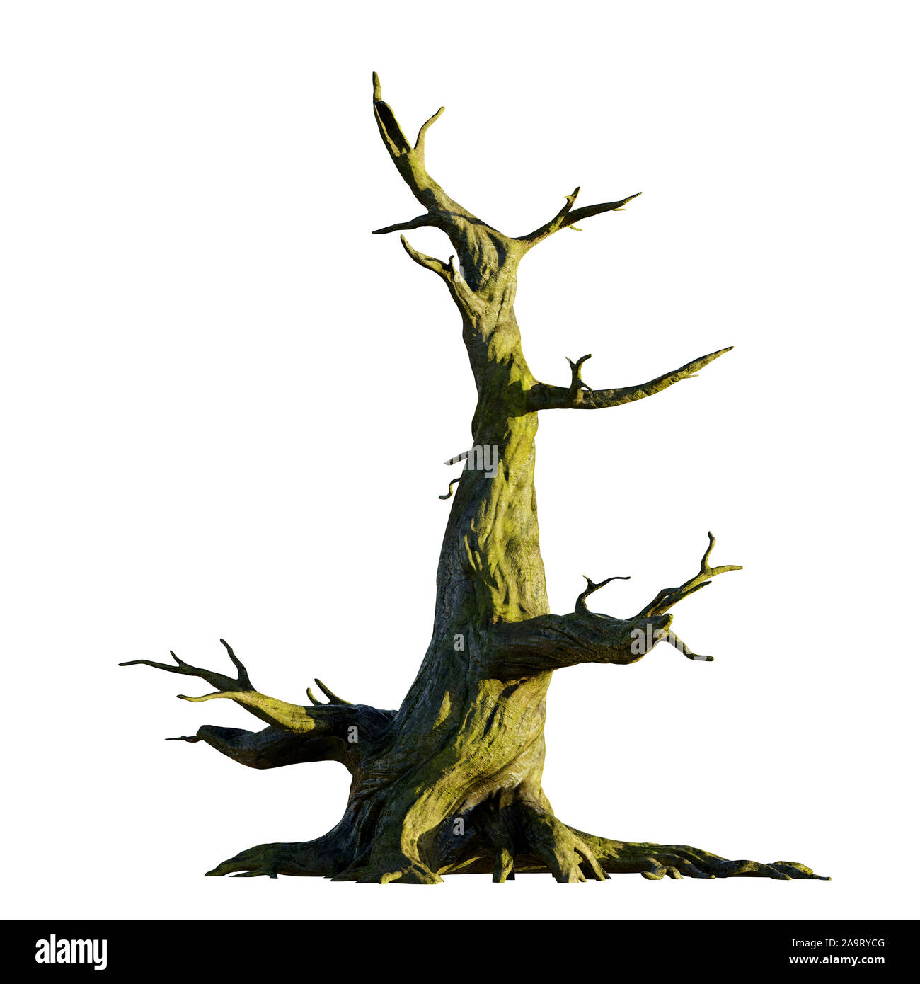 Big old dead tree, isolé sur fond blanc Banque D'Images