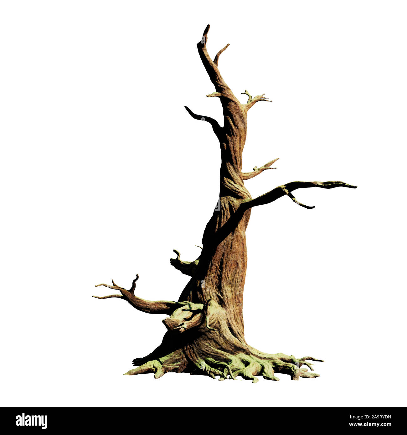 Big old dead tree, isolé sur fond blanc Banque D'Images