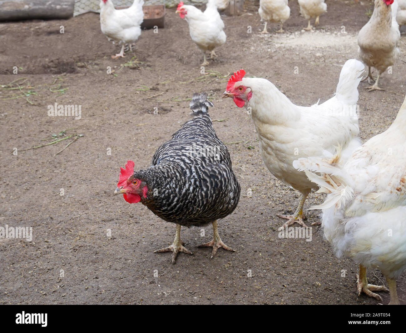 Speckled Hen Drole Chez Les Blancs De Poulet Dans La Sale De Cour De La Volaille Apres La Pluie Photo Stock Alamy