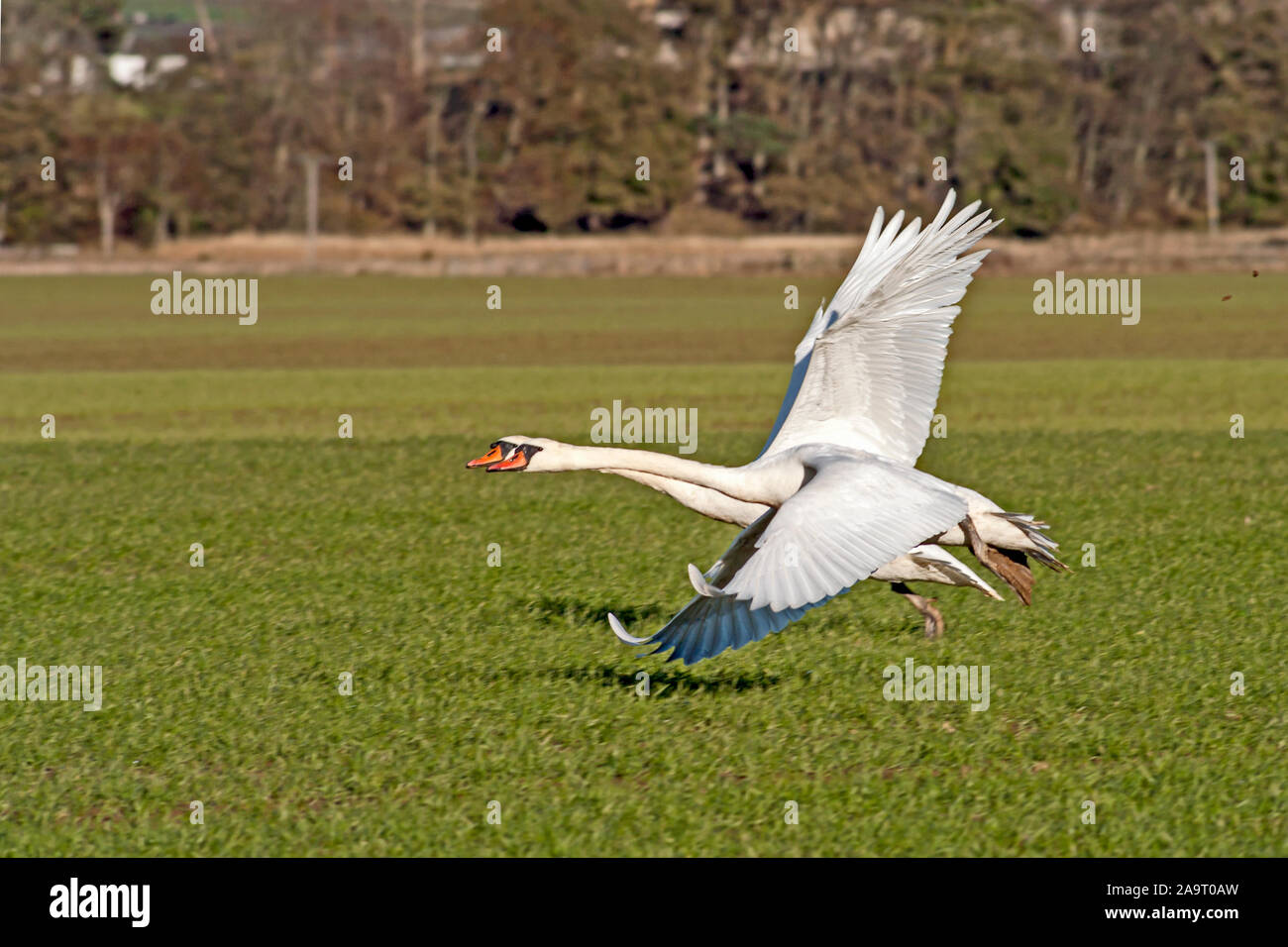 Deux cygnes tuberculés (Cygnus olor) imagés juste après avoir décollé battant côte à côte comme si la course. Banque D'Images Deux cygnes tuberculés (Cygnus olor) imagés juste après avoir décollé battant côte à côte comme si la course. Banque D'Images
