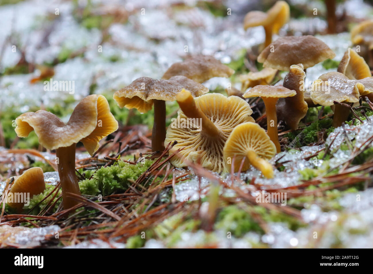 Les champignons comestibles Banque D'Images