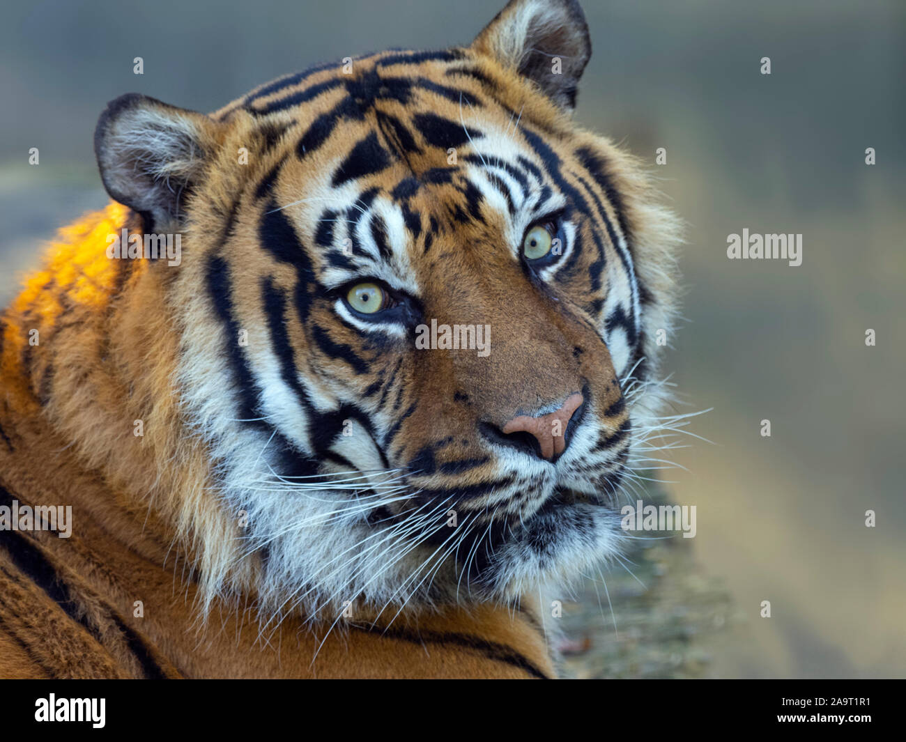 Tigre de Sumatra Panthera tigris sondaica prisonnier Banque D'Images