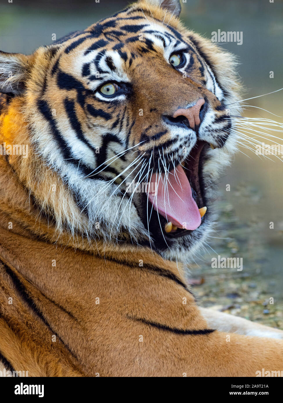 Tigre de Sumatra Panthera tigris sondaica captif du bâillement Banque D'Images