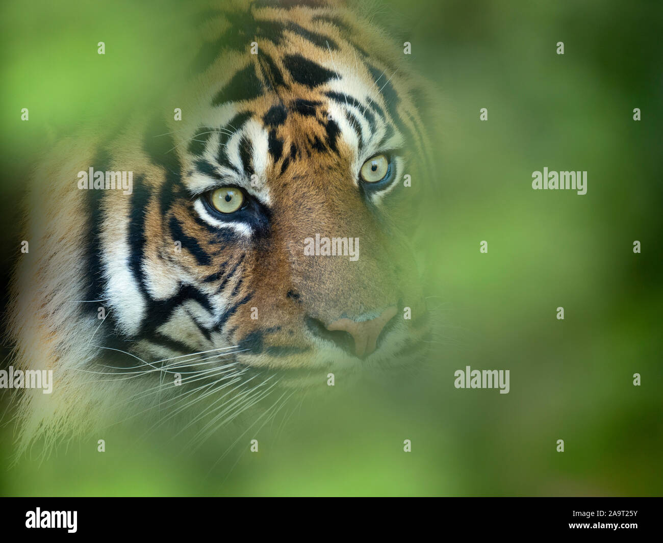 Tigre de Sumatra Panthera tigris sondaica prisonnier Banque D'Images