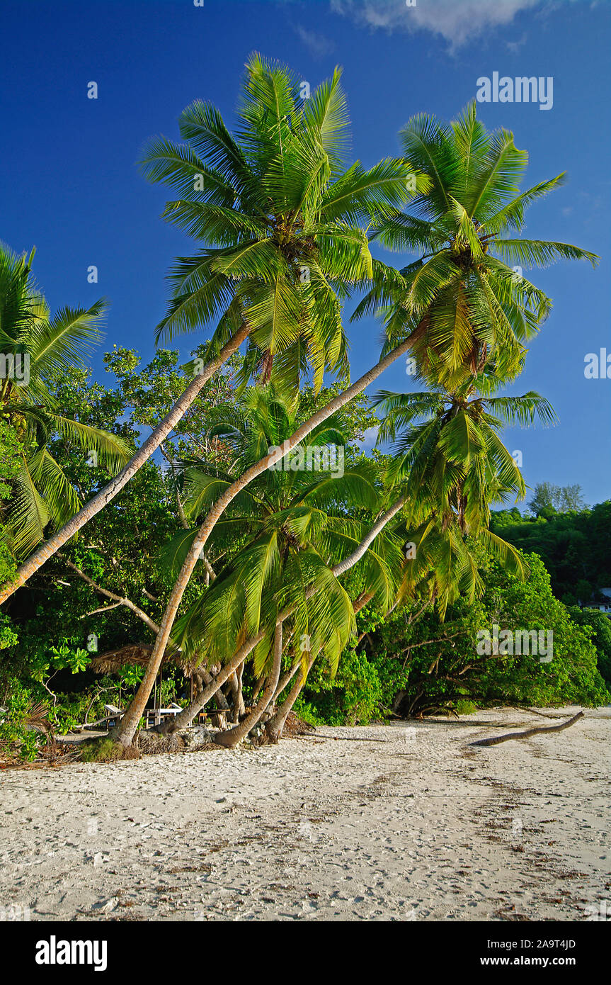 Palmen gesäumter an der Strand Anse Gaulettes süd im westen der Insel Mahé, Seychellen Banque D'Images