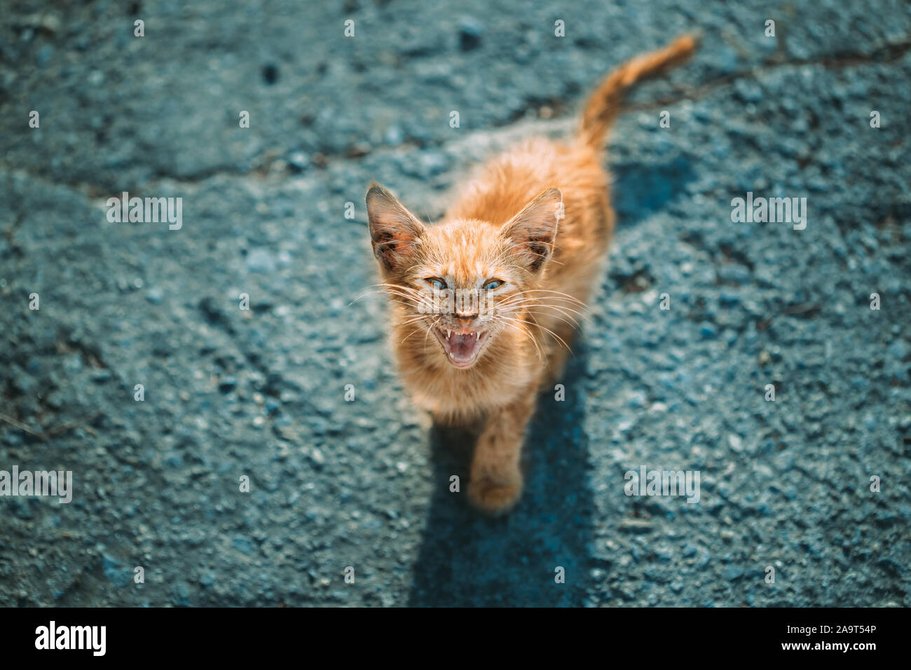 Sale, sombre, d'aspect maladif chaton rouge Meows miséricordieusement sur rue. Gingembre sans-abri Piscine Chat dans la rue. Banque D'Images