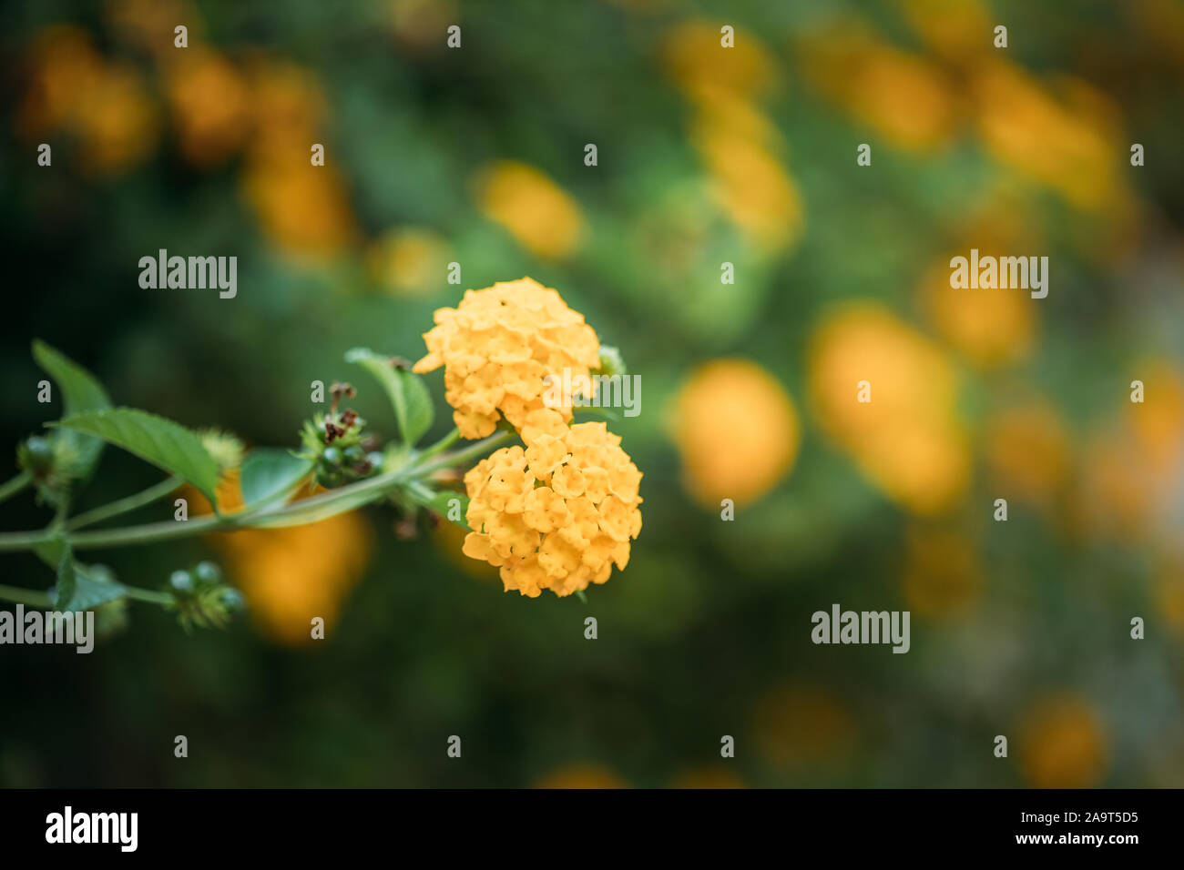 Fleurs jaunes en fleurs de Lantana dans jardin. Banque D'Images