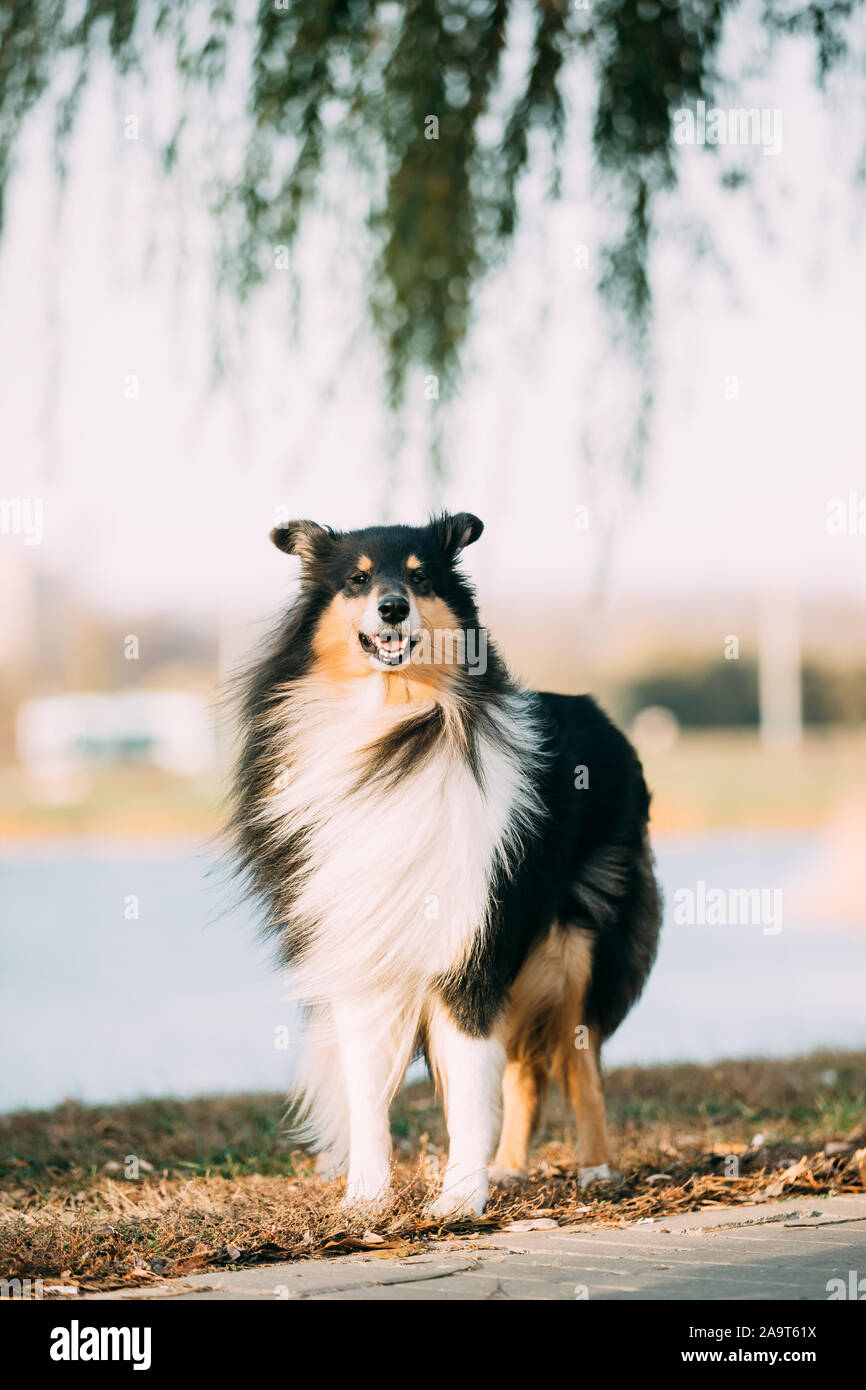 Colley tricolore, drôles, Écossais Collie Colley à poil long, l'anglais Collie Lassie, Chien dans le parc. Banque D'Images
