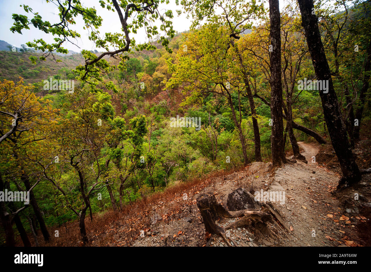 Une forêt dense à l'Nandhour Kumaon Hills, vallée, Uttarakhand, Inde Banque D'Images