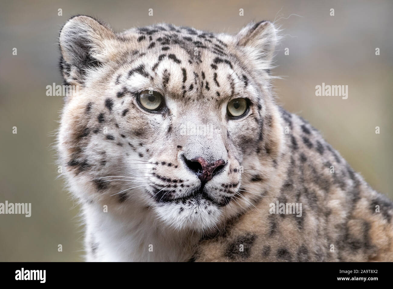 Femme snow leopard (close-up) Banque D'Images