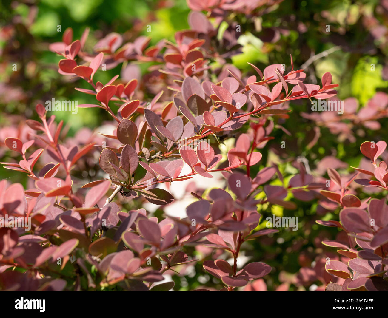 Macro photo de l'épine-vinette (Berberis thunbergii) ** Note : profondeur de champ Banque D'Images