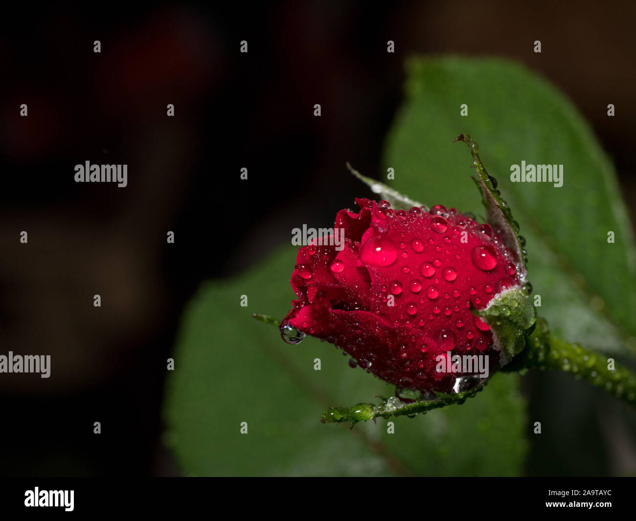 Rose rouge avec des gouttes d'eau sur fond flou. Macro shot Banque D'Images