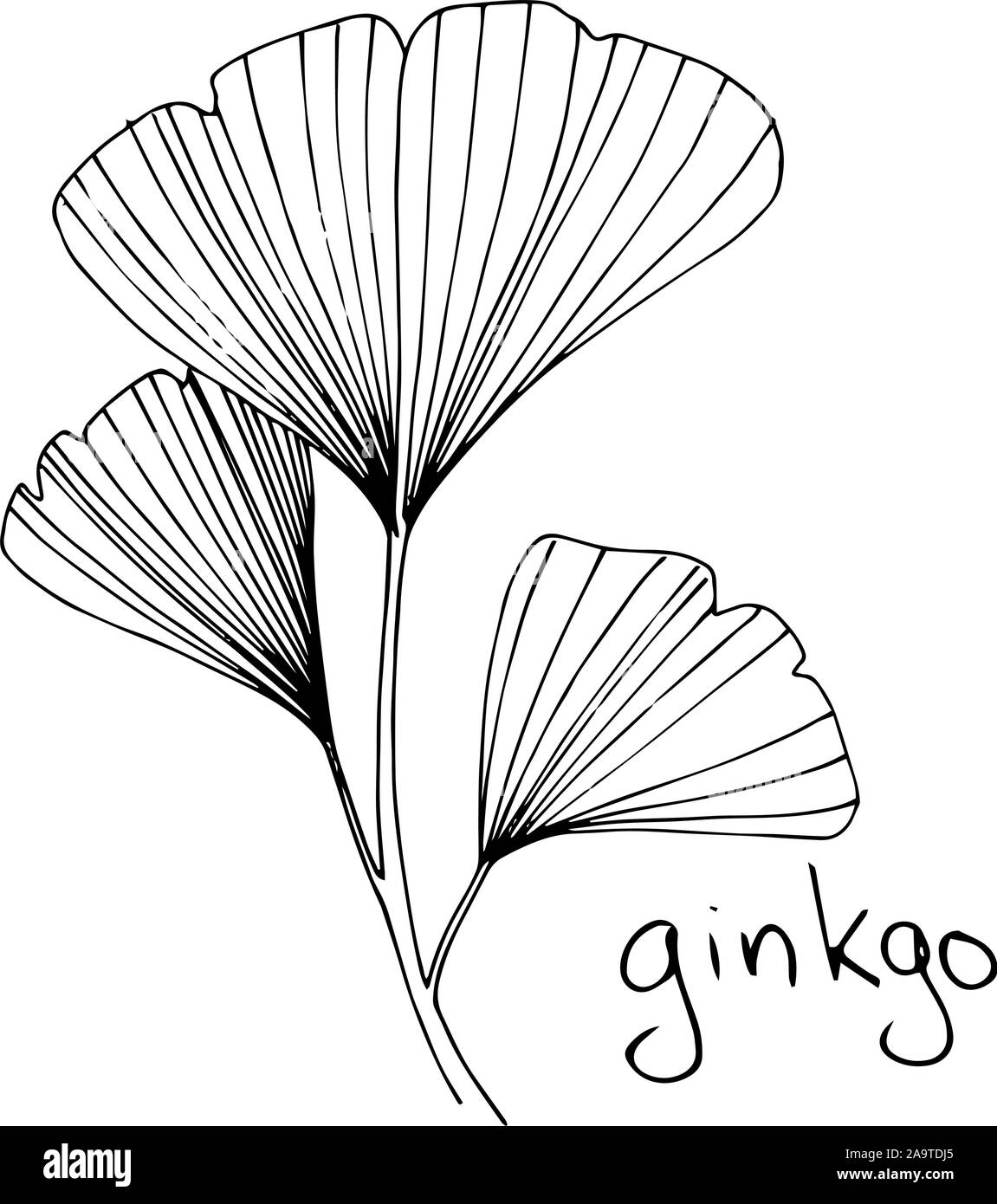 Vector floral à base de feuillage. L'encre noir et blanc gravé de fines herbes de l'élément isolé art illustration. Illustration de Vecteur