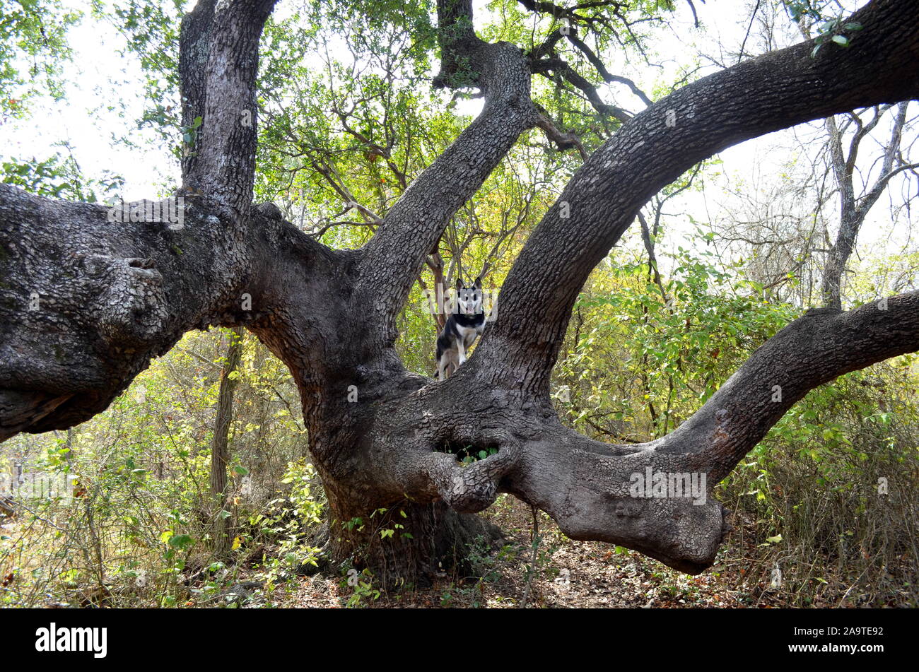 Austin, Texas - Rivière, le husky-mutt, remonte une ancienne live oak lors d'une randonnée à McKinney Falls State Park. Banque D'Images