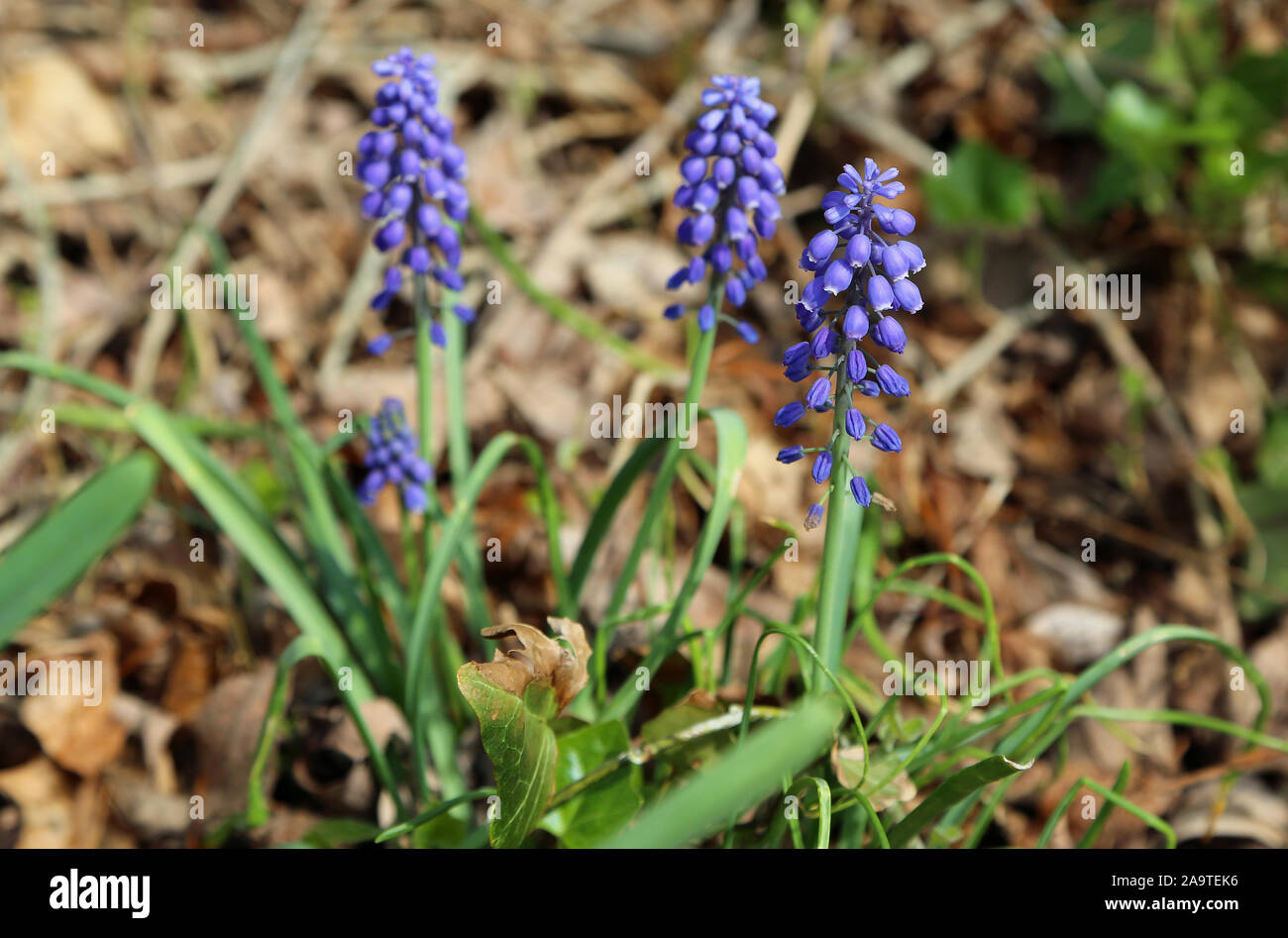 Fleurs muscari bleu Banque D'Images