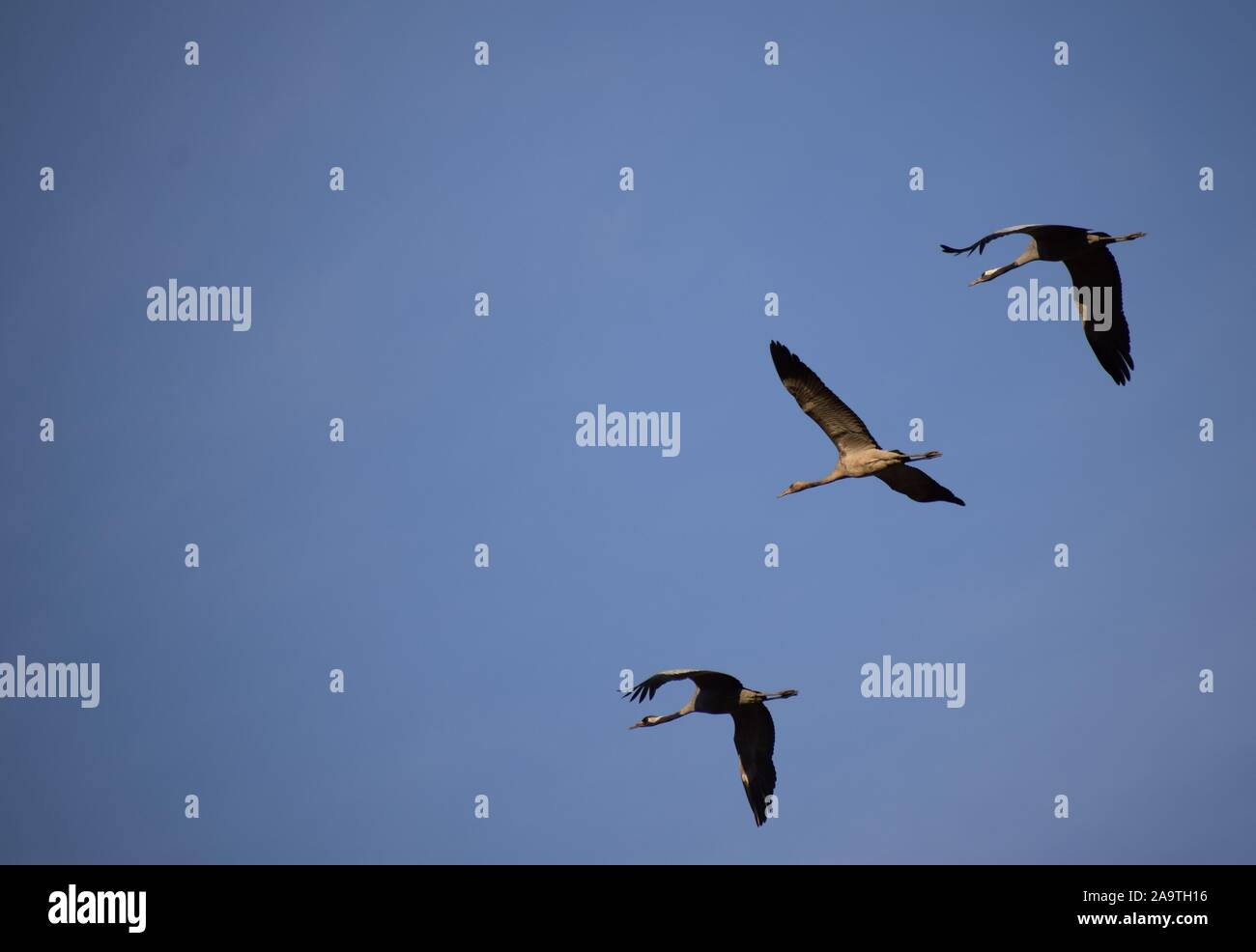 Trois grues volant aligné verticalement dans un ciel bleu. Vol de grues dans les troupeaux, un après-midi d'automne arrivant pour nicher et élever leurs petits. Banque D'Images