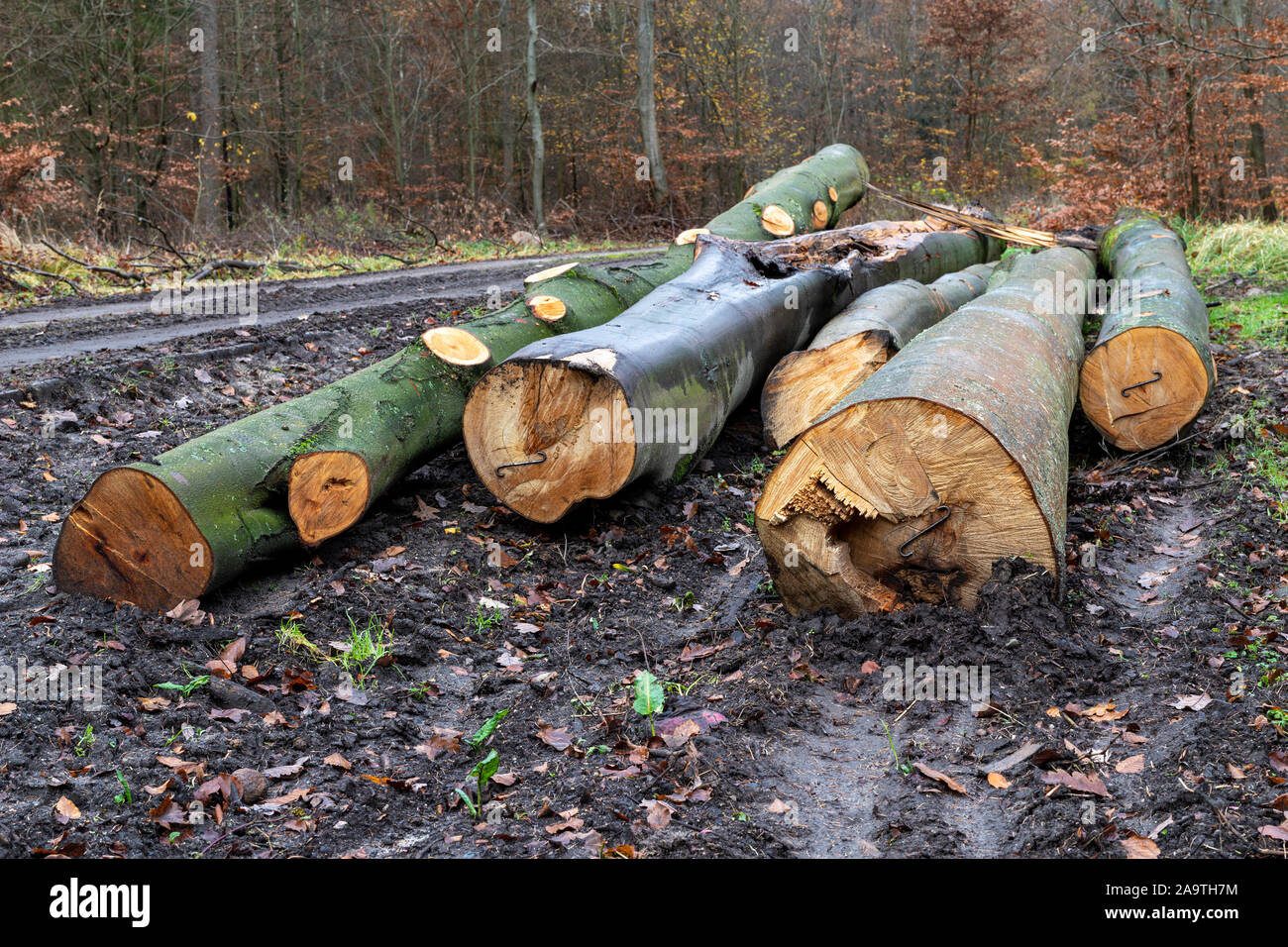 Bois de sciage située dans la forêt. Couper des arbres prêts pour l'exportation de la forêt. Saison d'automne. Banque D'Images Bois de sciage située dans la forêt. Couper des arbres prêts pour l'exportation de la forêt. Saison d'automne. Banque D'Images