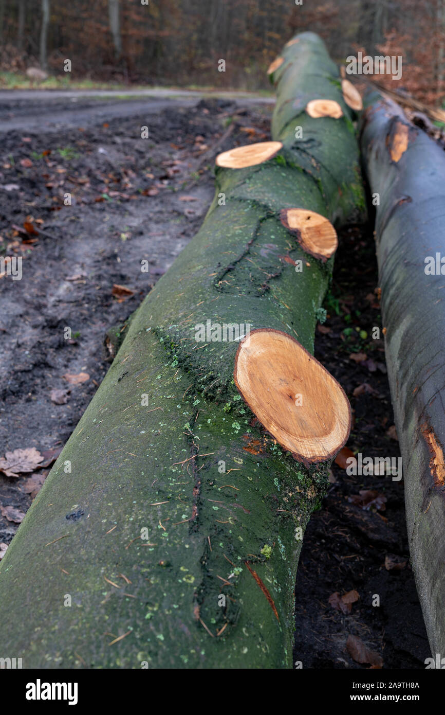 Bois de sciage située dans la forêt. Couper des arbres prêts pour l'exportation de la forêt. Saison d'automne. Banque D'Images Bois de sciage située dans la forêt. Couper des arbres prêts pour l'exportation de la forêt. Saison d'automne. Banque D'Images