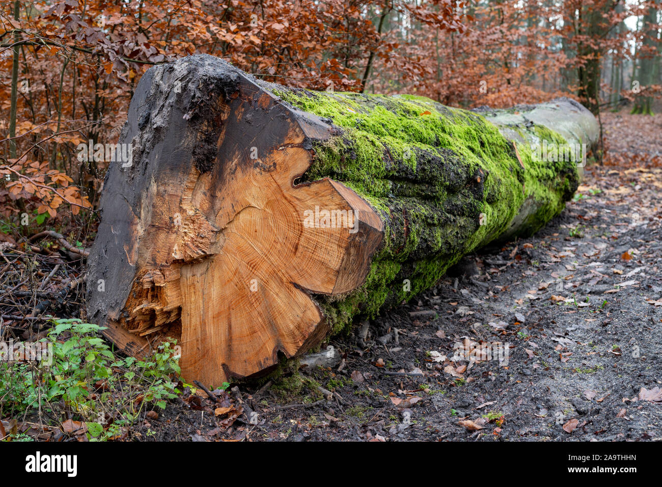 Bois de sciage située dans la forêt. Couper des arbres prêts pour l'exportation de la forêt. Saison d'automne. Banque D'Images Bois de sciage située dans la forêt. Couper des arbres prêts pour l'exportation de la forêt. Saison d'automne. Banque D'Images