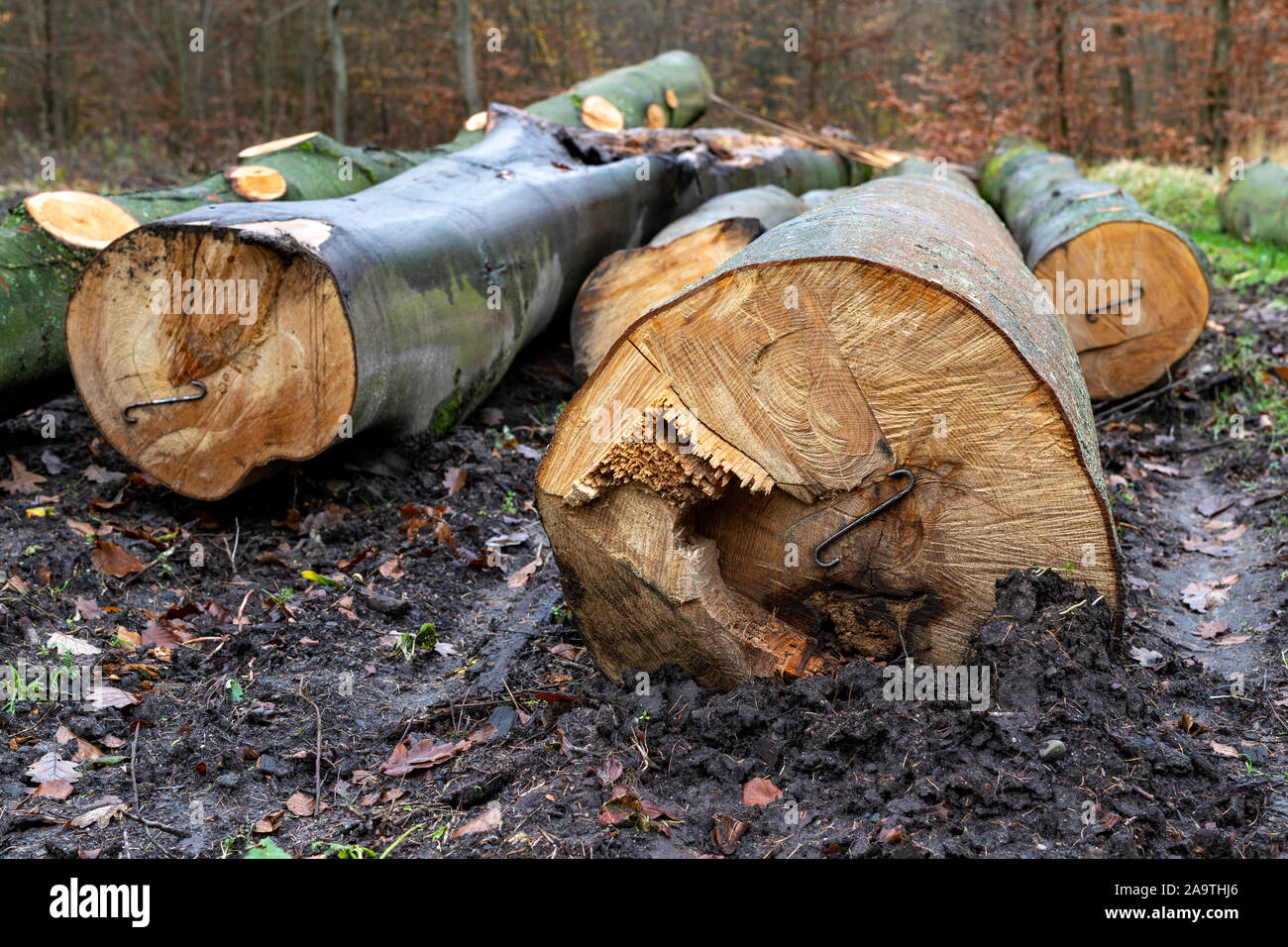 Bois de sciage située dans la forêt. Couper des arbres prêts pour l'exportation de la forêt. Saison d'automne. Banque D'Images Bois de sciage située dans la forêt. Couper des arbres prêts pour l'exportation de la forêt. Saison d'automne. Banque D'Images