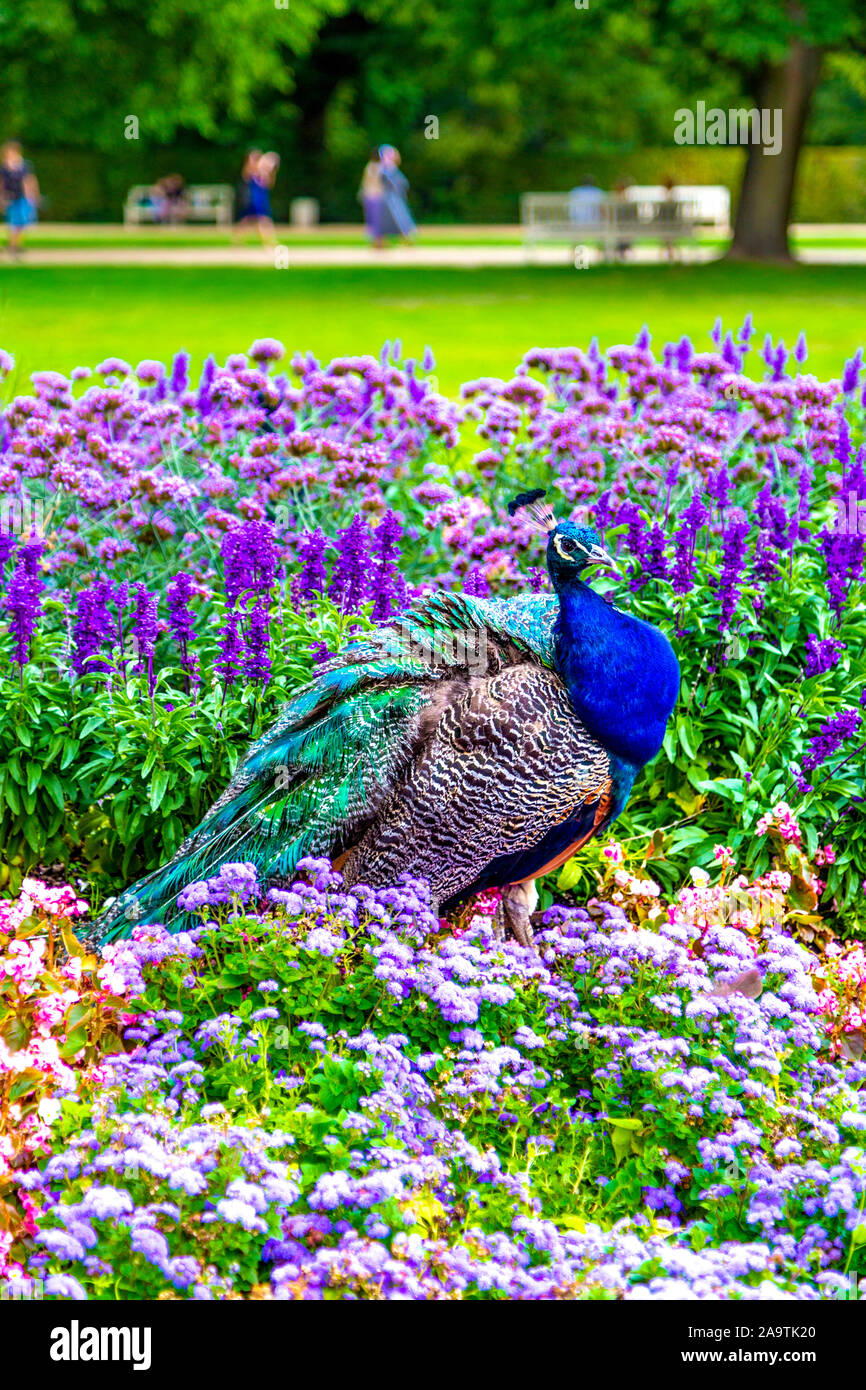 Belle peacock dans un parterre de fleurs colorées au Royal Lazienki Krolewskie (Parc des Thermes), Varsovie, Pologne Banque D'Images