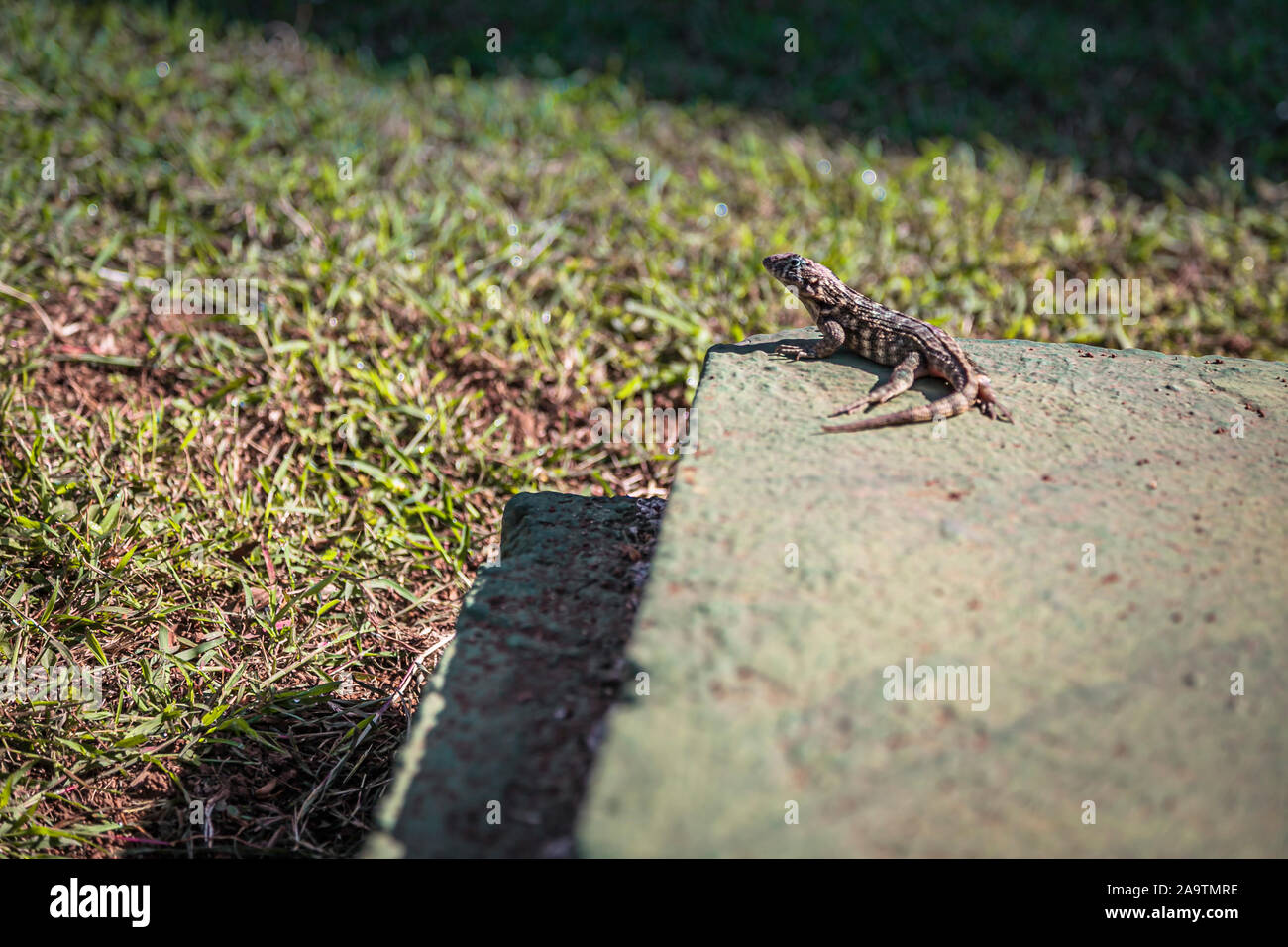 Le lézard curly cubain sur un rocher Banque D'Images