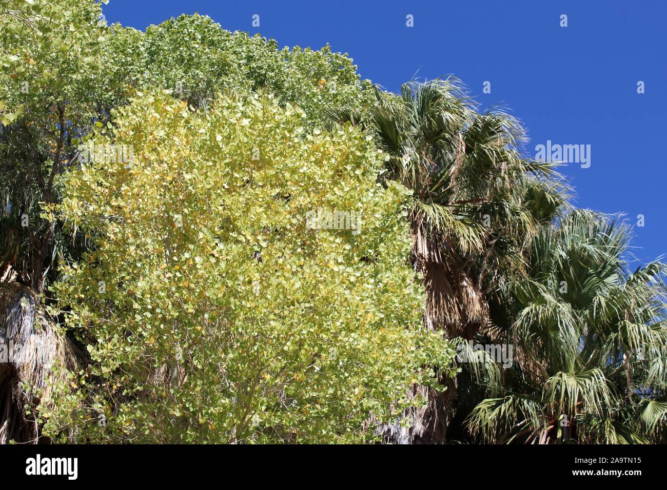 Arbre indigène au printemps Cottonwood de Joshua Tree National Park dans le désert du Colorado, botaniquement Populus fremontii, communément Fremonts peuplier deltoïde. Banque D'Images