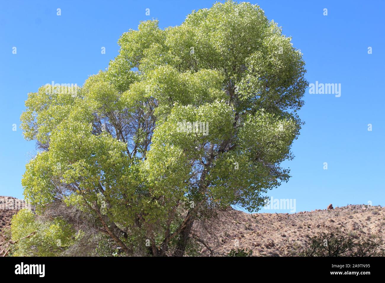 Arbre indigène au printemps Cottonwood de Joshua Tree National Park dans le désert du Colorado, botaniquement Populus fremontii, communément Fremonts peuplier deltoïde. Banque D'Images