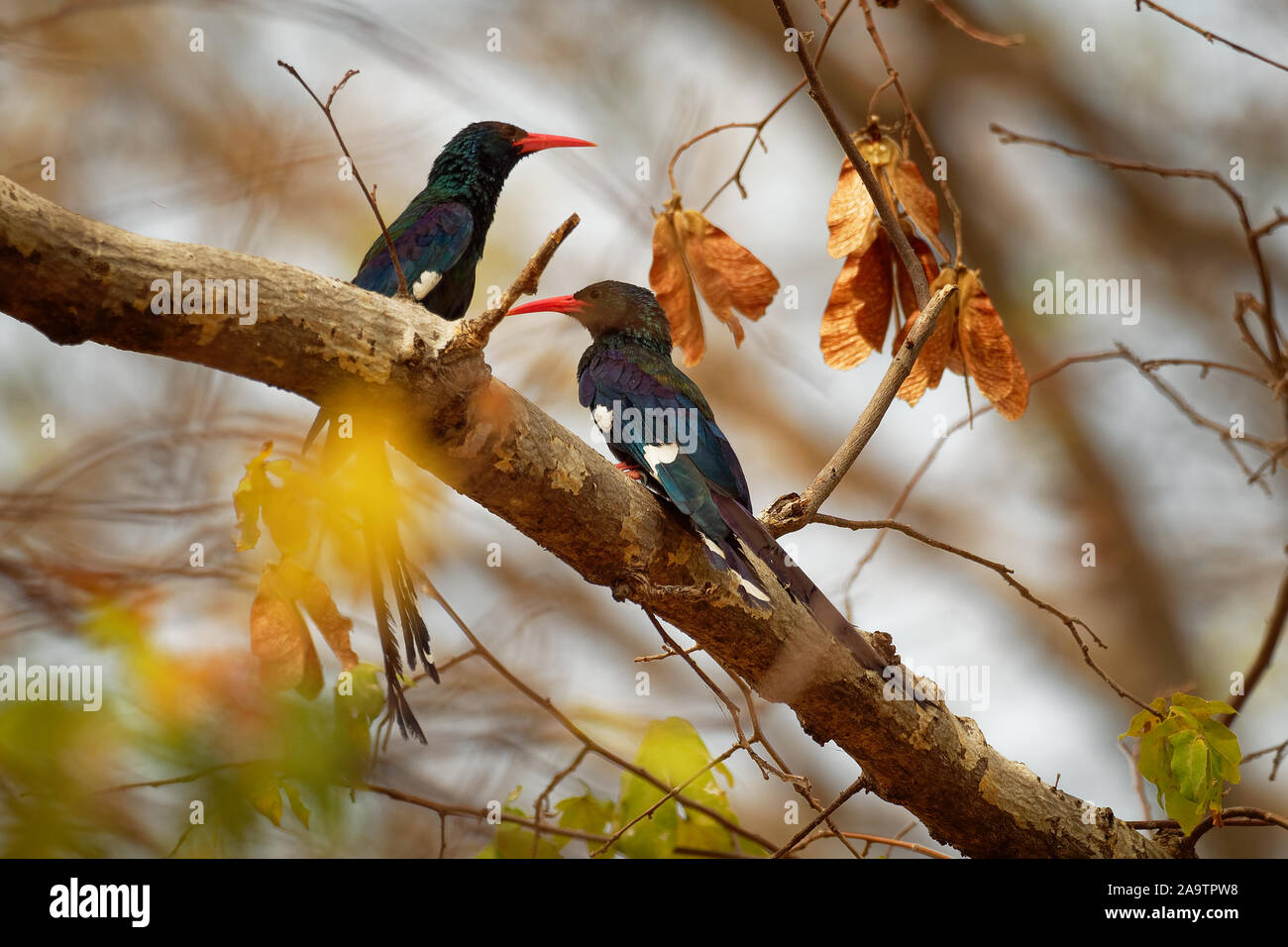 Green Woodhoopoe - Phoeniculus purpureus près-oiseau oiseaux tropicaux originaires d'Afrique, la famille Phoeniculidae, le bois des huppes, autrefois connu sous le nom de Banque D'Images