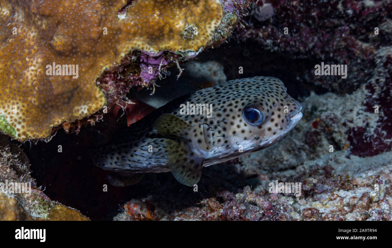 Harde de poissons dans les récifs coralliens Banque D'Images