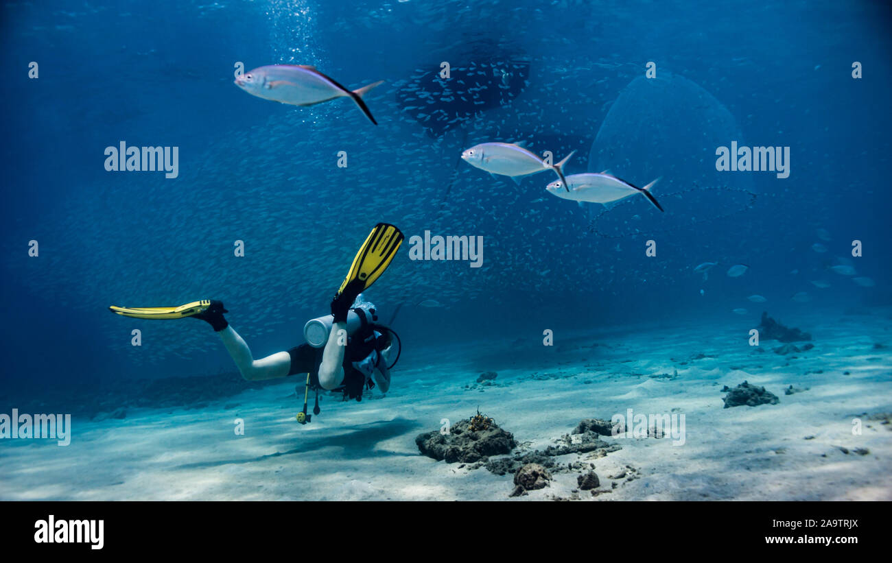 Photo chargée d'action d'une femelle plongeur sous un bateau de pêche en train de photographier école de poisson un filet de pêche sur la belle caraïbe île de Curaçao Banque D'Images
