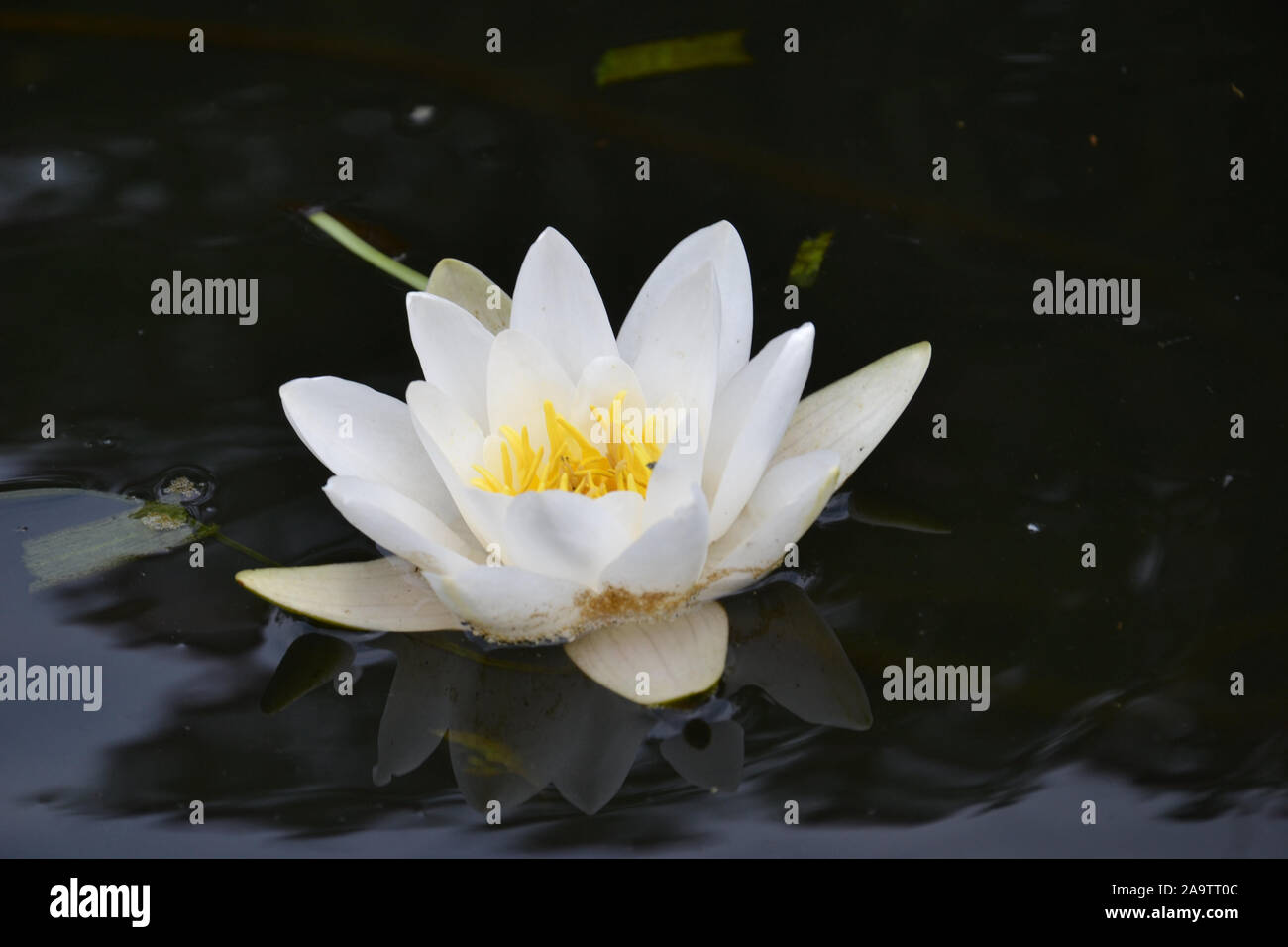 Un nénuphar jaune et blanc, en pleine floraison sur dark water Banque D'Images