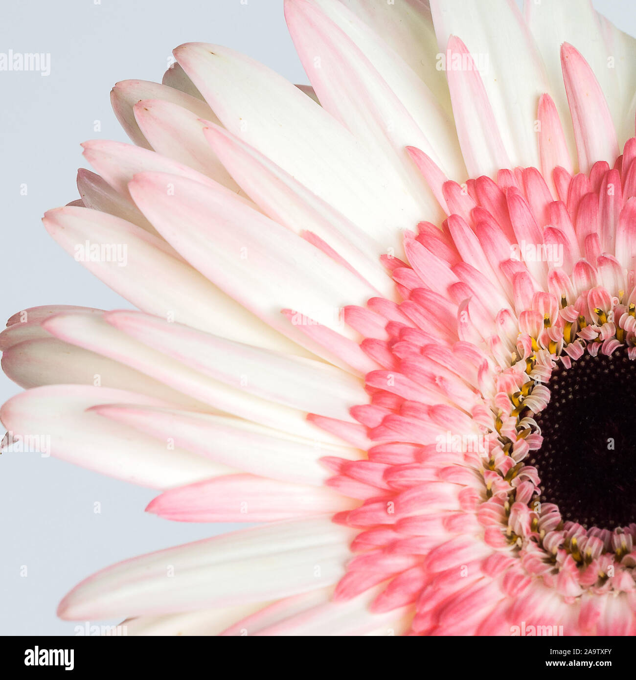 Gerbera roses et blancs fleurs daisy close up Banque D'Images