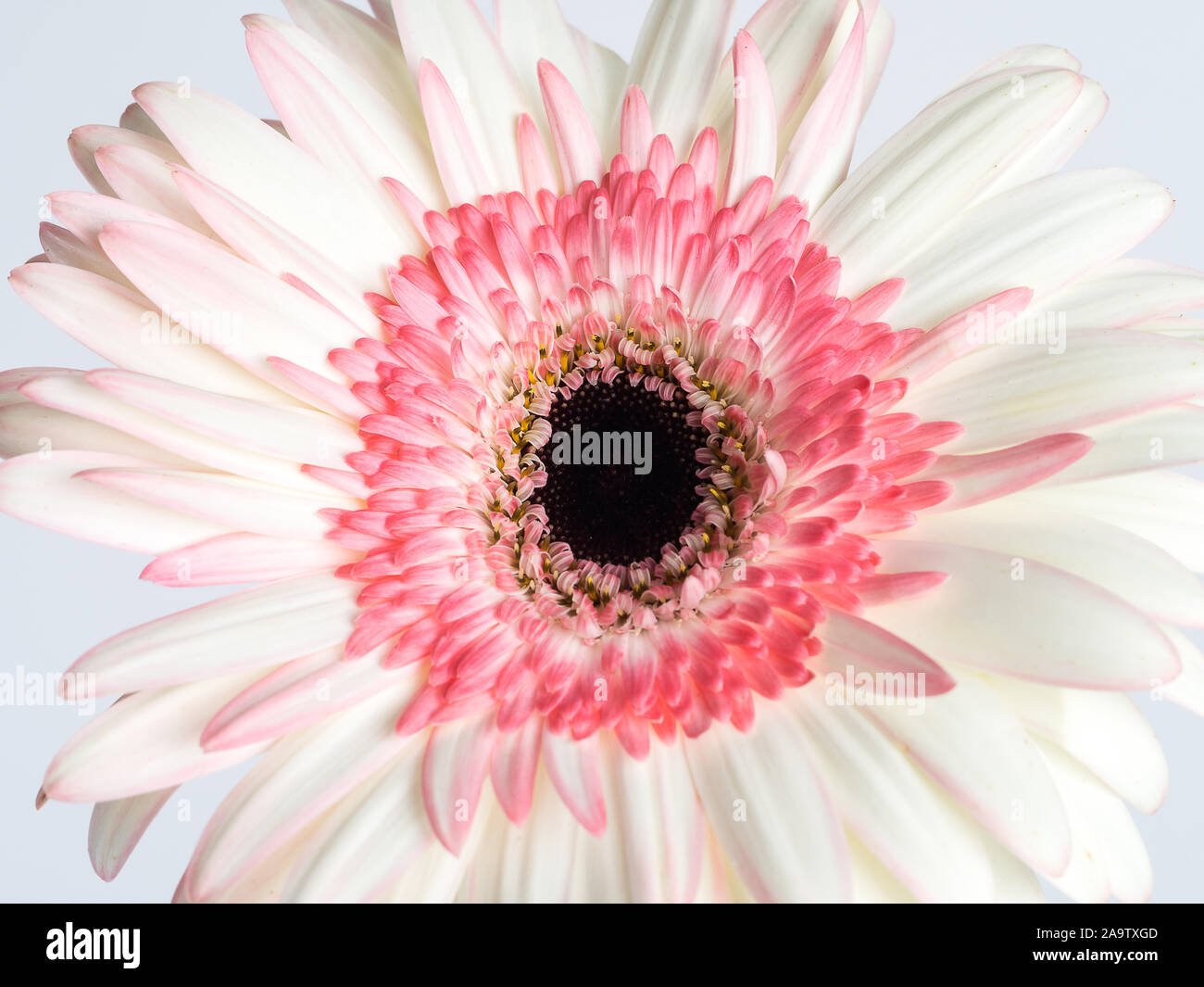 Gerbera roses et blancs fleurs daisy close up Banque D'Images