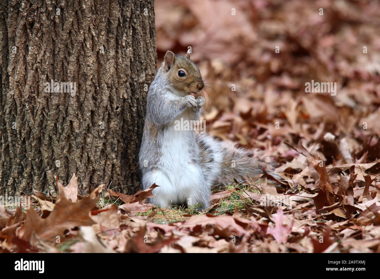 L'Écureuil gris de l'automne de manger une noix dans les feuilles mortes Banque D'Images