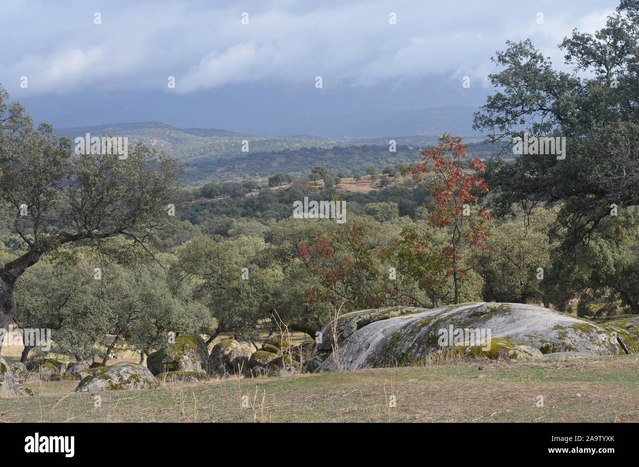 Forêt de chênes ouvert (dehesas) à Azuel, Sierra Morena (Andalousie, Sud de l'Espagne), l'un des derniers bastions du lynx ibérique Banque D'Images