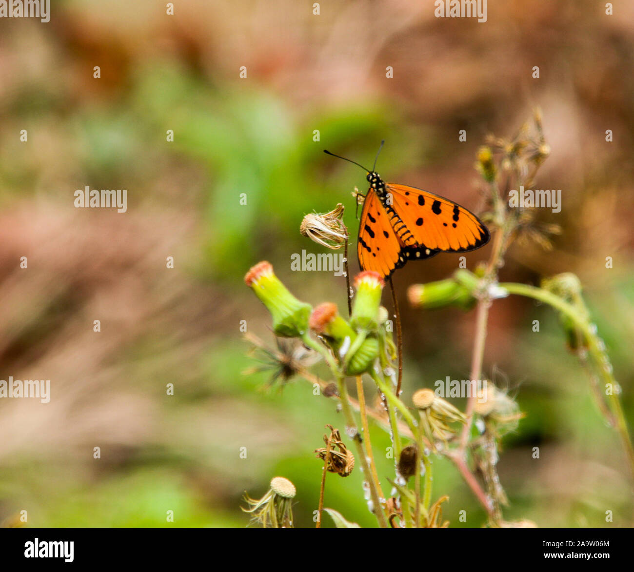 Papillon Orange attrayant sur le bourgeon. Banque D'Images