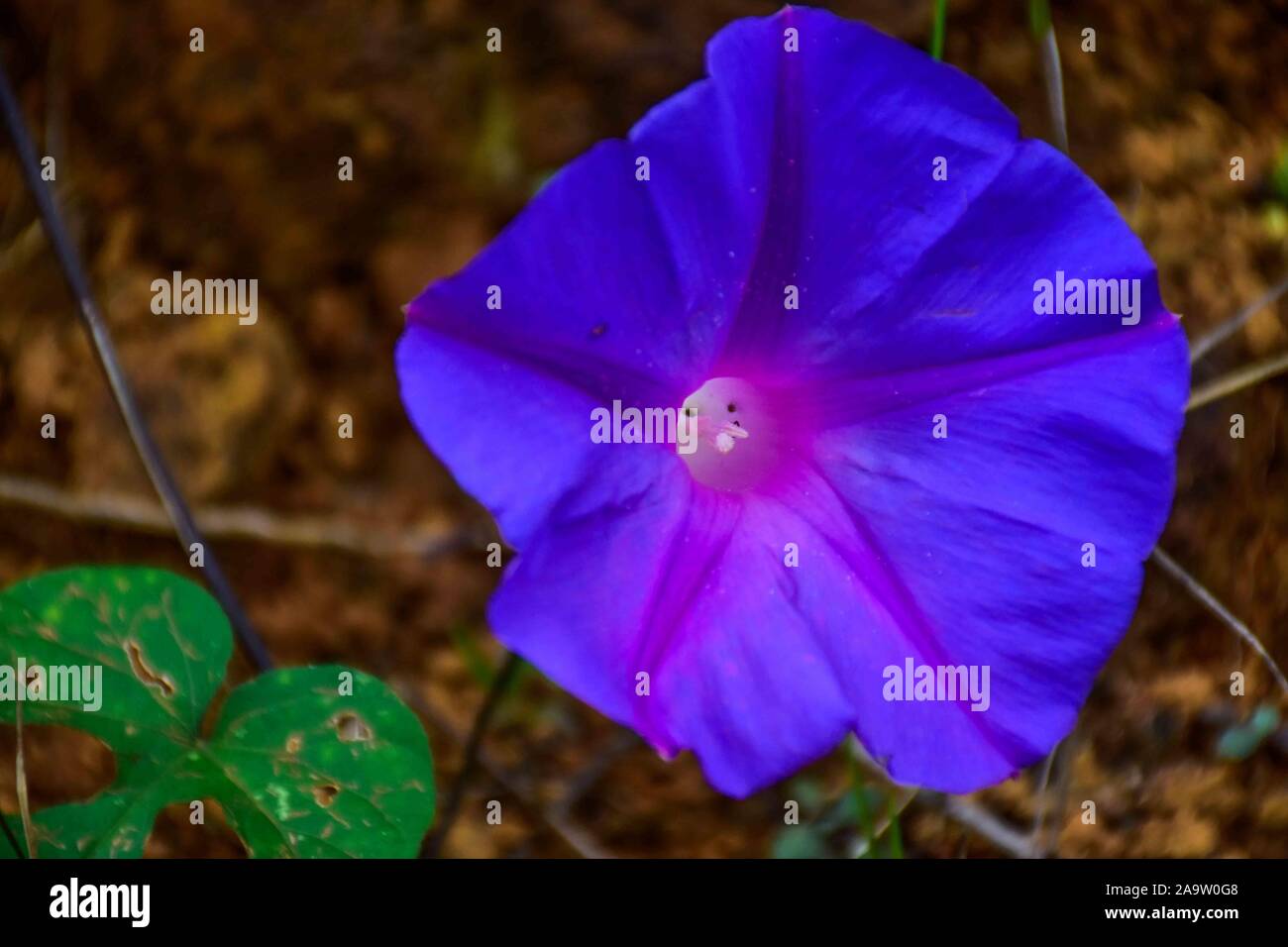 Belle et grande violet bleuâtre flowwer. Banque D'Images